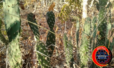ciclopista-parque-aztlan-ixtapa-01