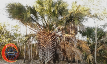 ciclopista-parque-aztlan-ixtapa-11