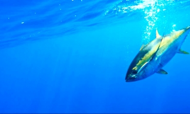 Ixtapa Fishing