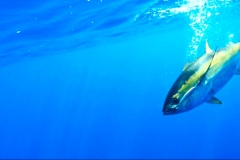 Ixtapa Fishing